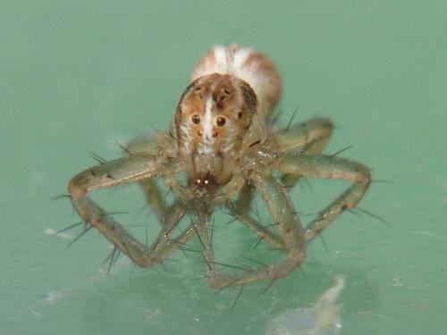 Réf. 252 511 : Oxyopes lineatus